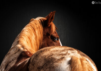 Photo de cheval couleur