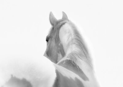 Image de cheval en noir et blanc